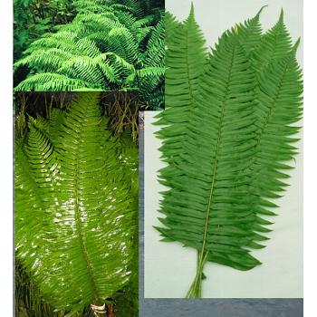 Sword Fern Small case 150 stems